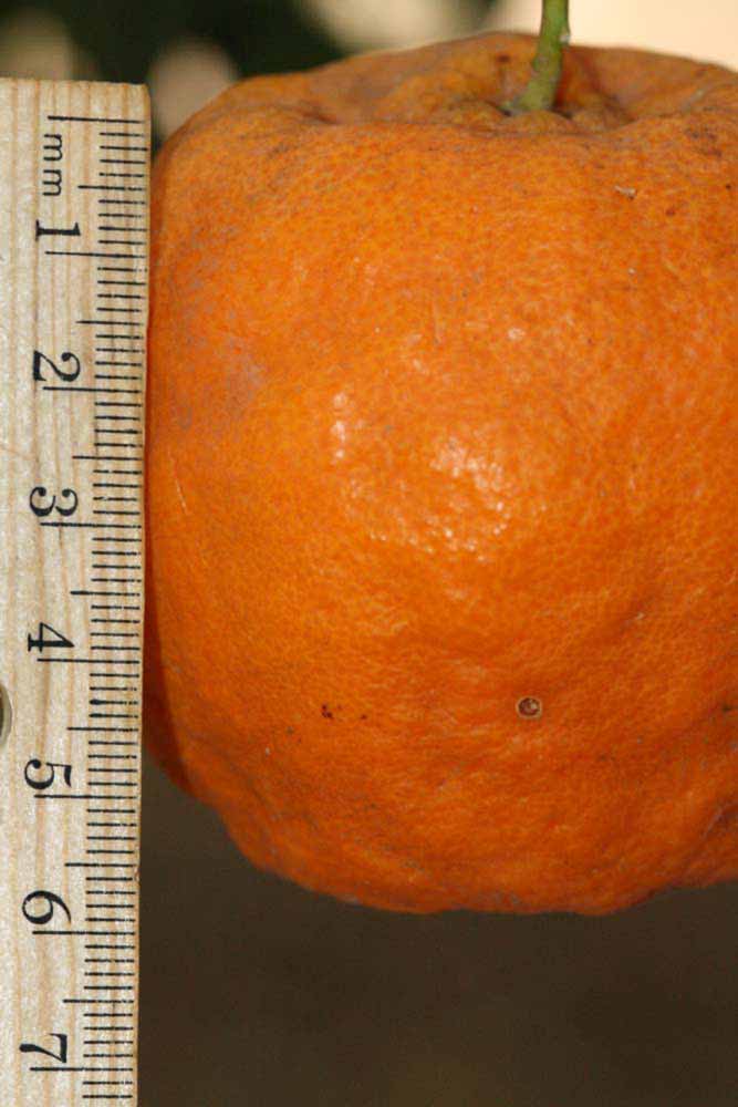            Fruit (Riverside, CA)   